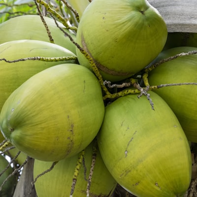 Coconut